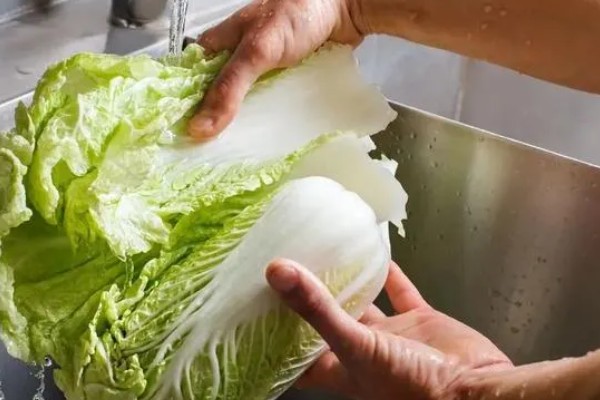 白菜怎样种植，一般是播种