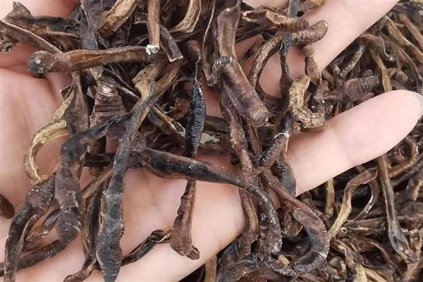 干蚯蚓收购是不是骗局,需要根据实际情况来判断