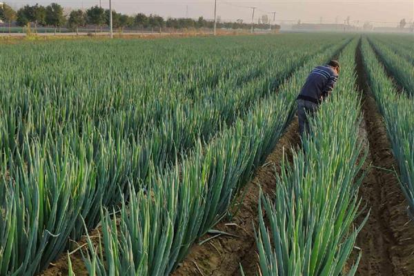 大葱怎么管理，秋分前后要追施攻棵肥