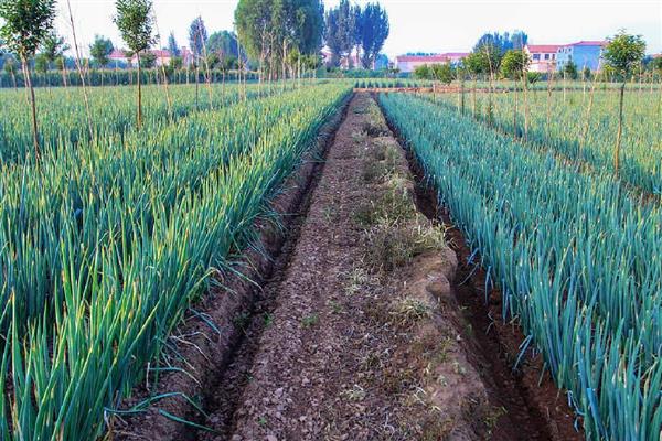 大葱怎么管理，秋分前后要追施攻棵肥