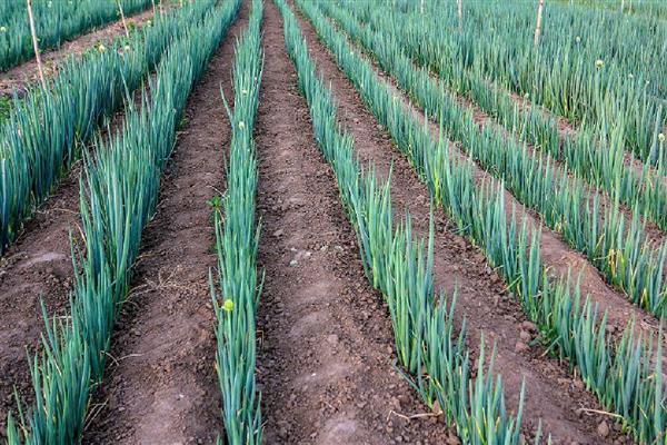 大葱怎么管理，秋分前后要追施攻棵肥