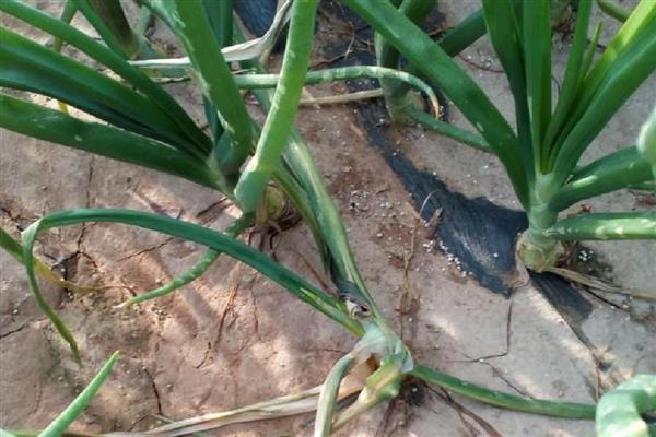 大葱怎么管理，秋分前后要追施攻棵肥