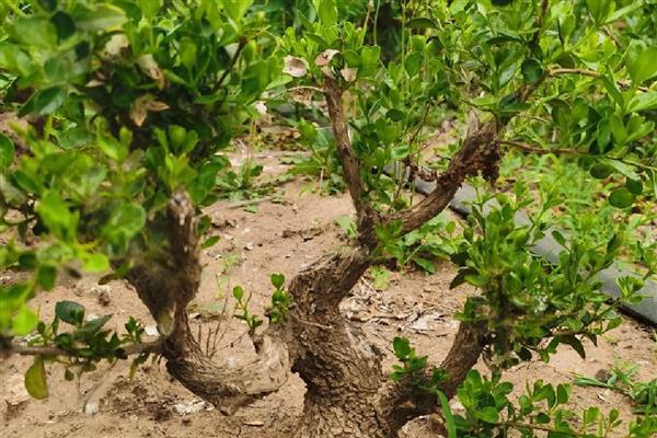 黄杨木能不能在室内养殖，可以养殖小型植株