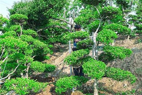 黄杨木能不能在室内养殖，可以养殖小型植株