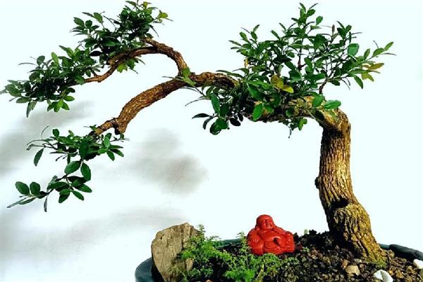 黄杨木能不能在室内养殖，可以养殖小型植株