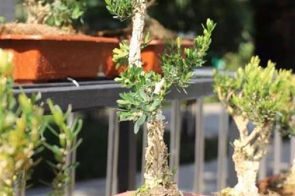 黄杨木能不能在室内养殖，可以养殖小型植株