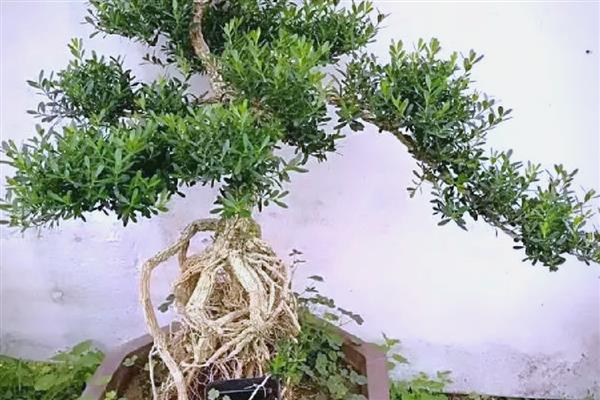 黄杨木能不能在室内养殖，可以养殖小型植株