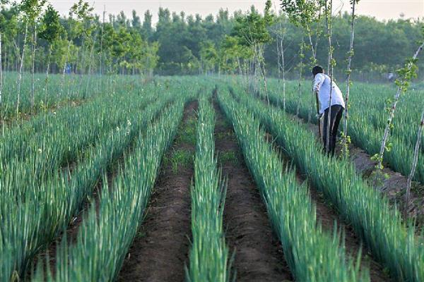 大葱怎么管理，秋分前后要追施攻棵肥