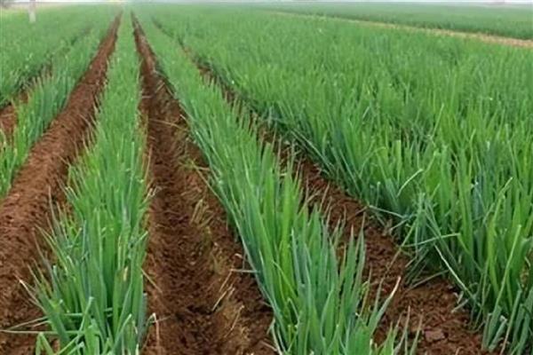 大葱怎么管理，秋分前后要追施攻棵肥