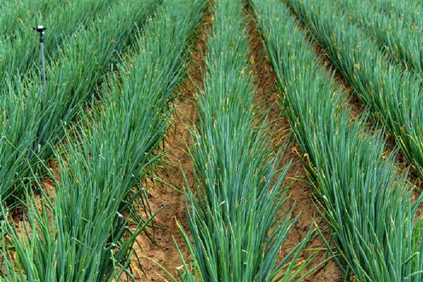 大葱怎么管理，秋分前后要追施攻棵肥