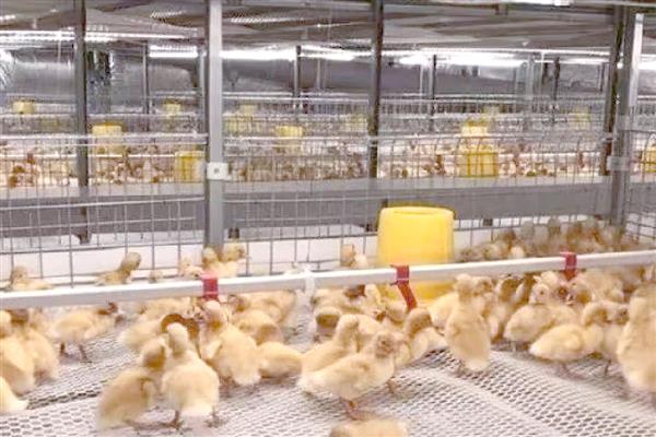 小鸭子的食物，熟米饭、小麦等食物均可饲喂