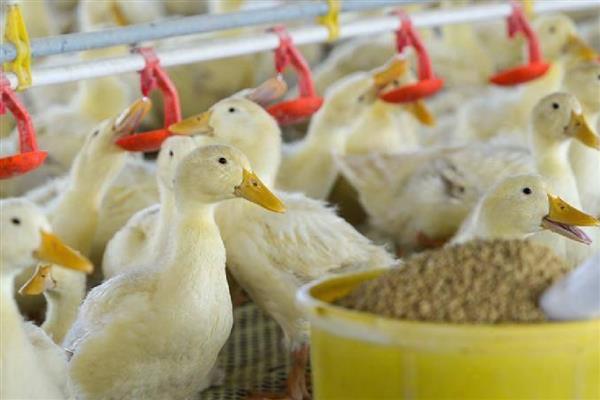 小鸭子的食物，熟米饭、小麦等食物均可饲喂