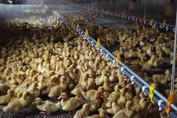 小鸭子的食物，熟米饭、小麦等食物均可饲喂