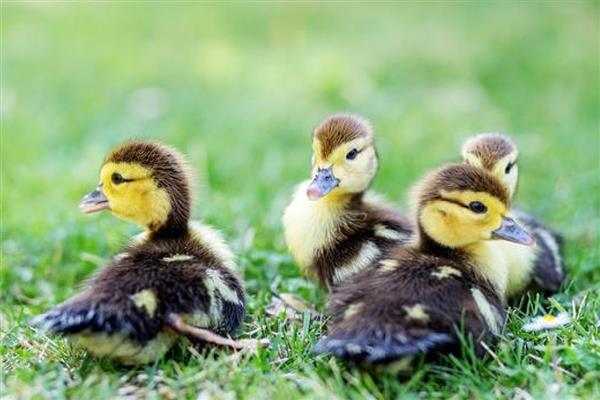 小鸭子的食物，熟米饭、小麦等食物均可饲喂