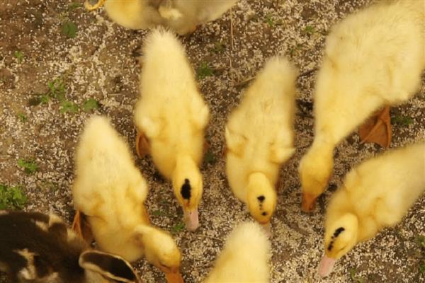 小鸭子的食物，熟米饭、小麦等食物均可饲喂