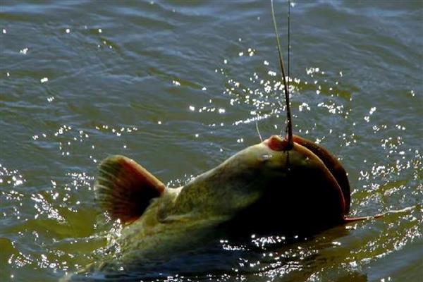 鲶鱼用什么钓，推荐蚯蚓、鸡肝等