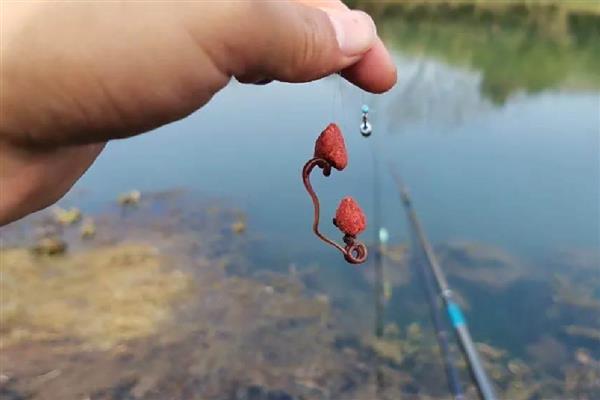 鲶鱼用什么钓，推荐蚯蚓、鸡肝等