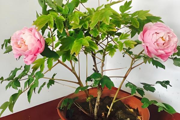 牡丹花叶子发黄如何解决，受到暴晒要转移到有柔和光线的地方