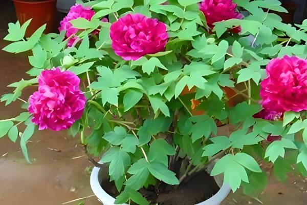 牡丹花叶子发黄如何解决，受到暴晒要转移到有柔和光线的地方