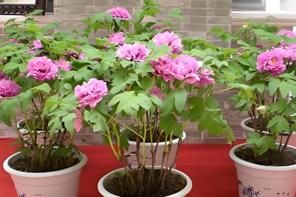 牡丹花叶子发黄如何解决，受到暴晒要转移到有柔和光线的地方