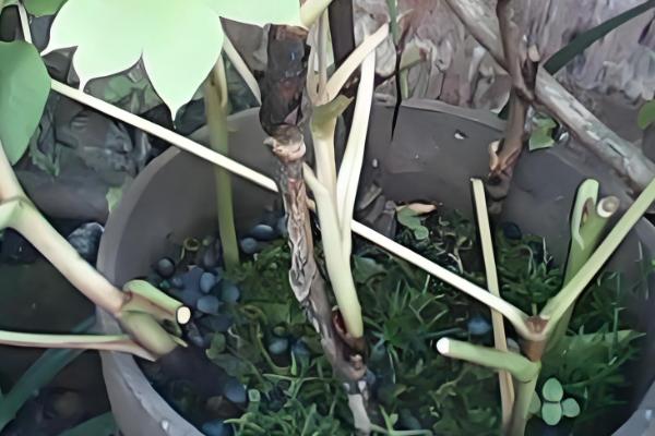 牡丹花叶子发黄如何解决，受到暴晒要转移到有柔和光线的地方