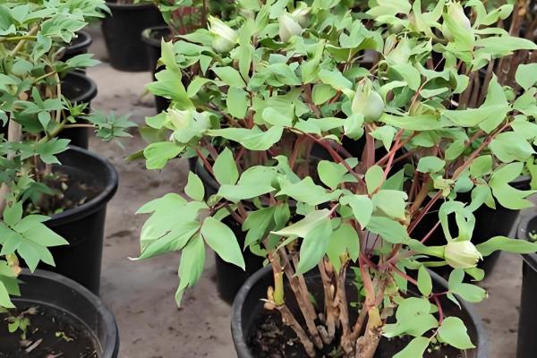 牡丹花叶子发黄如何解决，受到暴晒要转移到有柔和光线的地方