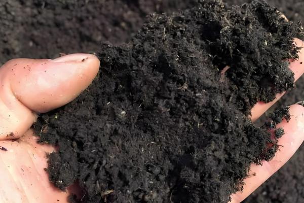 一点红怎么养殖，将其养护在通风明亮的地方