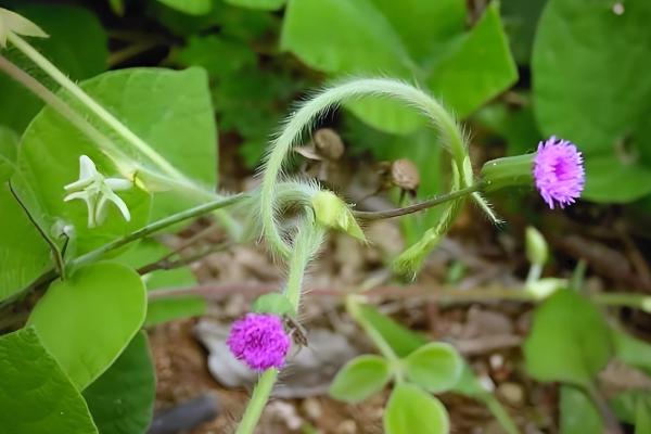 一点红怎么养殖，将其养护在通风明亮的地方