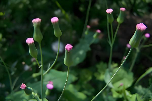 一点红怎么养殖，将其养护在通风明亮的地方