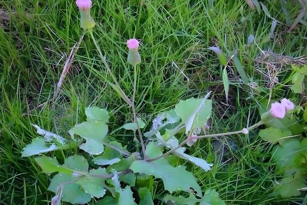 一点红怎么养殖，将其养护在通风明亮的地方