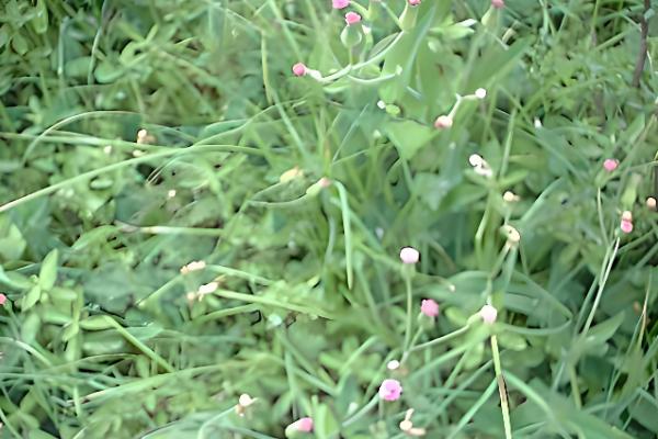 一点红怎么养殖，将其养护在通风明亮的地方