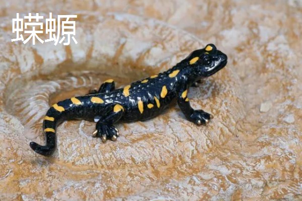 蝾螈和娃娃鱼的区别，前者属于蝾螈科、后者属于隐鳃鲵科
