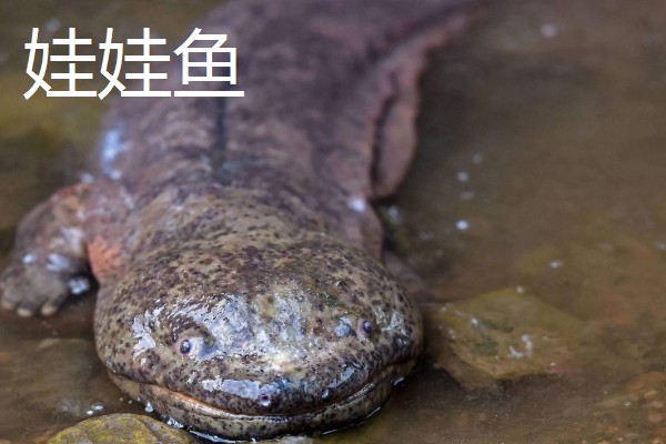 蝾螈和娃娃鱼的区别，前者属于蝾螈科、后者属于隐鳃鲵科