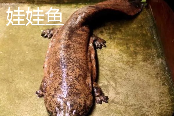 蝾螈和娃娃鱼的区别，前者属于蝾螈科、后者属于隐鳃鲵科