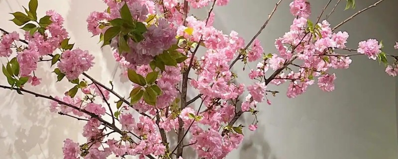 怎么剪樱花，花期结束后及时将残花剪掉