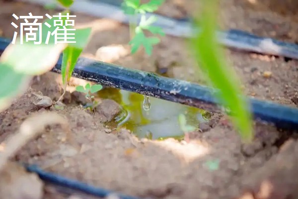 常见的灌溉方式,有滴灌、喷灌等