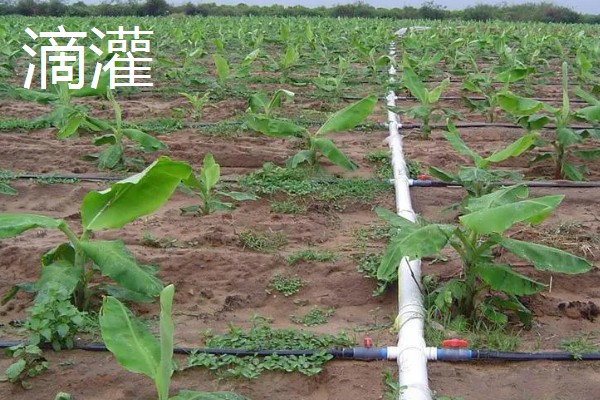 常见的灌溉方式,有滴灌、喷灌等