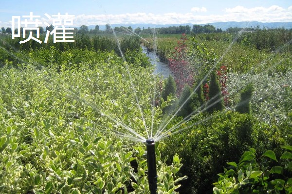 常见的灌溉方式,有滴灌、喷灌等