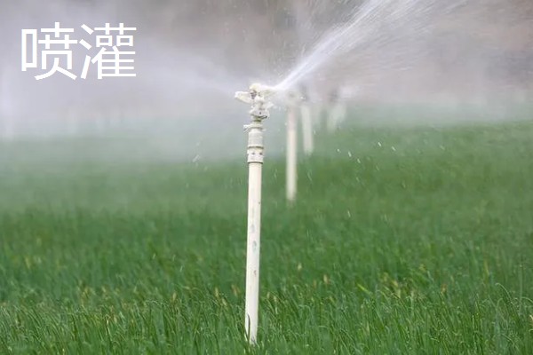 常见的灌溉方式,有滴灌、喷灌等