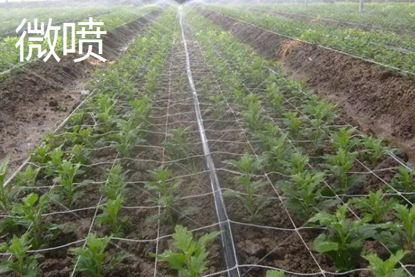 常见的灌溉方式,有滴灌、喷灌等