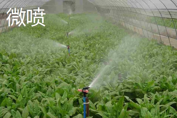 常见的灌溉方式,有滴灌、喷灌等