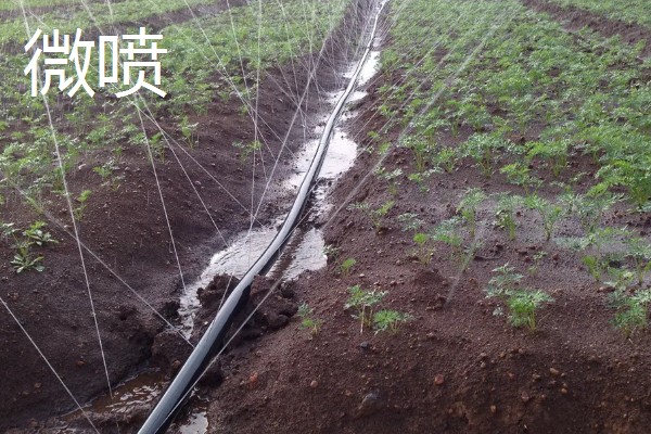 常见的灌溉方式,有滴灌、喷灌等