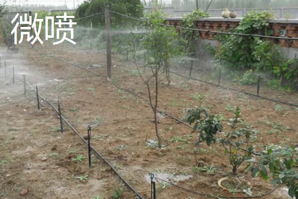 常见的灌溉方式,有滴灌、喷灌等