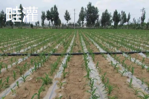 常见的灌溉方式,有滴灌、喷灌等