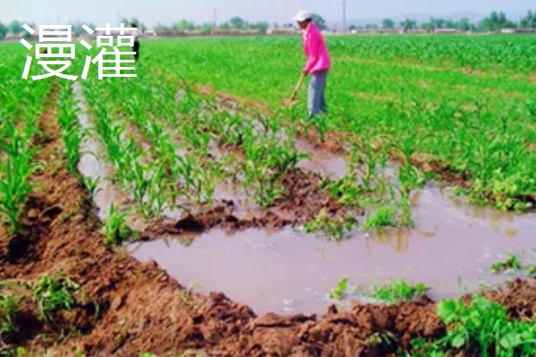 常见的灌溉方式,有滴灌、喷灌等