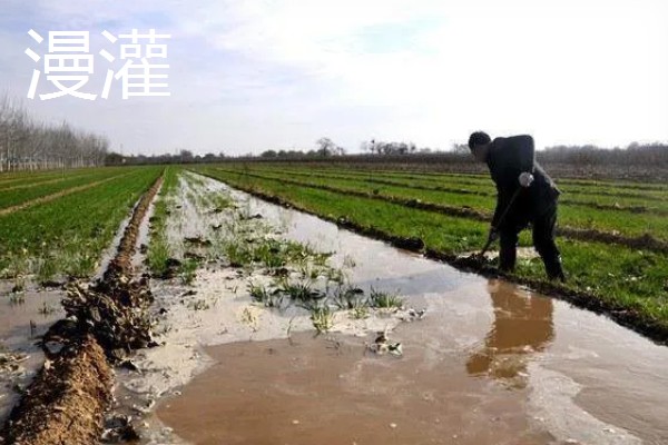 常见的灌溉方式,有滴灌、喷灌等