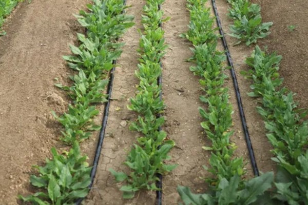 常见的灌溉方式,有滴灌、喷灌等
