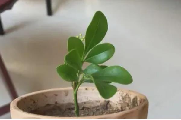 香水米兰怎么养殖，生长盛期每隔3-5天浇一次水