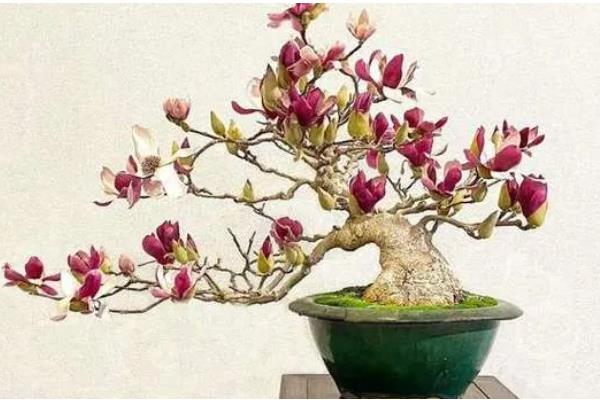 白玉兰叶子发黄怎么处理,需保持充足的光照