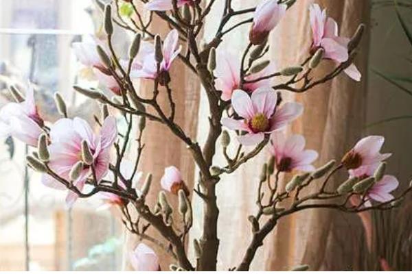 白玉兰叶子发黄怎么处理,需保持充足的光照